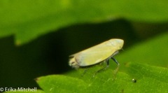 Diplocolenus