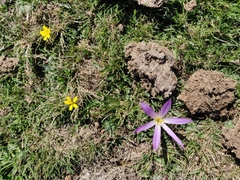 Colchicum montanum