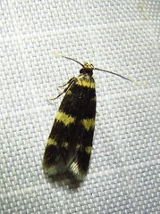 Oegoconia deauratella