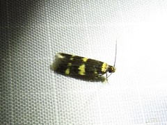 Oegoconia deauratella