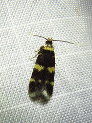 Oegoconia deauratella