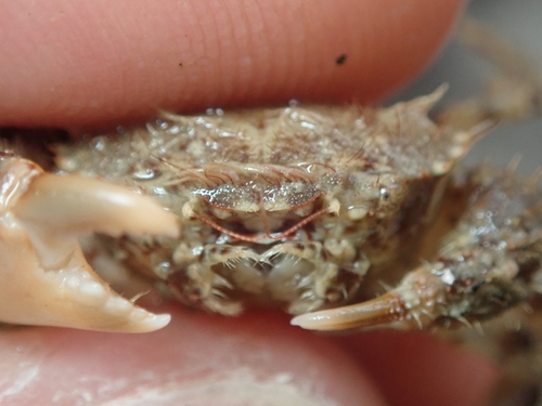Hairy Crab, Ille-et-Vilaine, Bretagne, France, photo 5 of 10