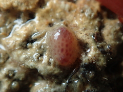Pyura tessellata