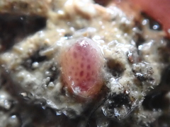Pyura tessellata