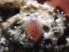 Pyura tessellata