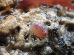 Pyura tessellata