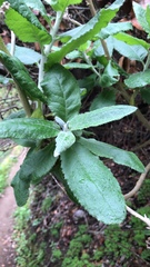 Acrisione denticulata