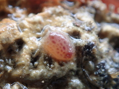 Pyura tessellata