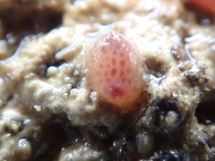 Pyura tessellata