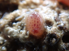 Pyura tessellata