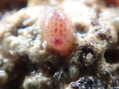 Pyura tessellata