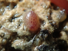 Pyura tessellata