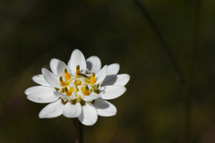 Pamphalea bupleurifolia