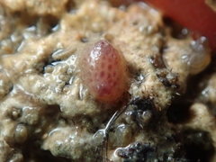 Pyura tessellata