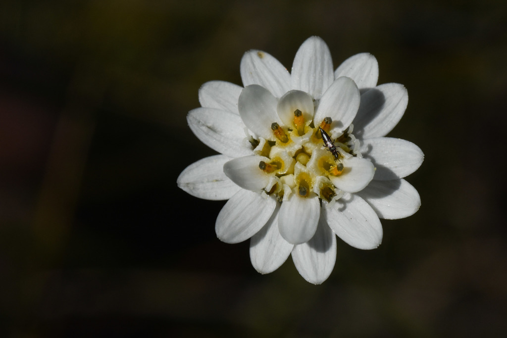 Panphalea