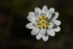 Pamphalea bupleurifolia