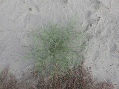 Corispermum hyssopifolium