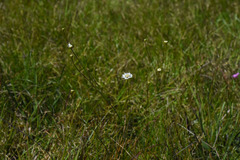 Pamphalea bupleurifolia