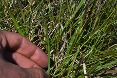 Pamphalea bupleurifolia