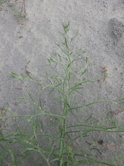 Corispermum hyssopifolium