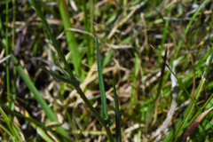 Pamphalea bupleurifolia
