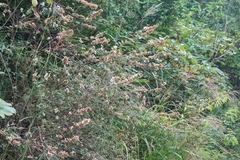 Abelia chinensis