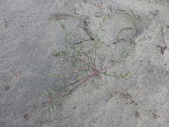 Corispermum hyssopifolium