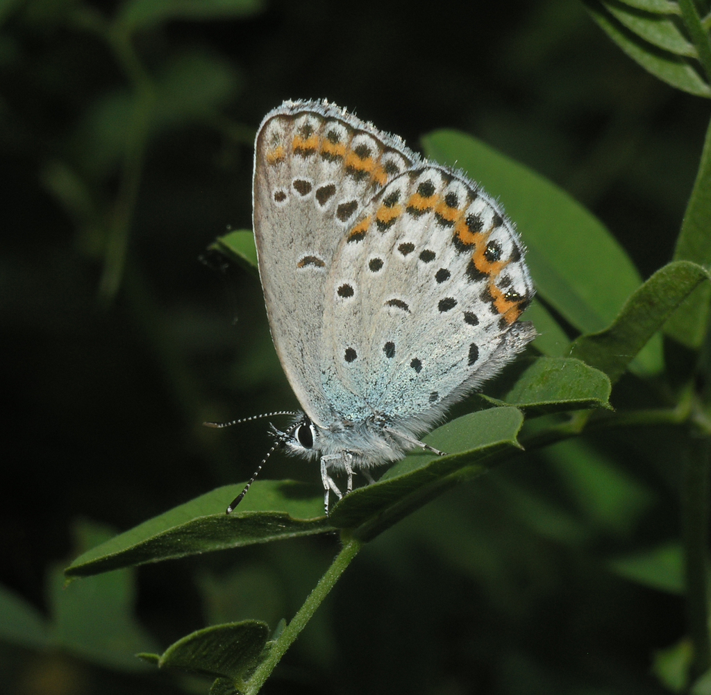 Plebejus subsolanus