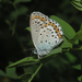 Plebejus subsolanus - Photo (c) Oleg Kosterin, algunos derechos reservados (CC BY), subido por Oleg Kosterin