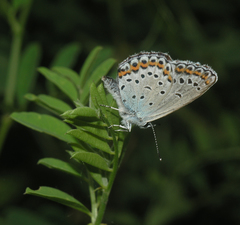 Plebejus subsolanus