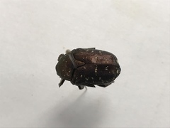 Protaetia orientalis