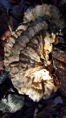 Laetiporus huroniensis