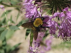 Bombus morrisoni