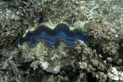 Tridacna derasa