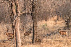 Alcelaphus buselaphus lichtensteinii