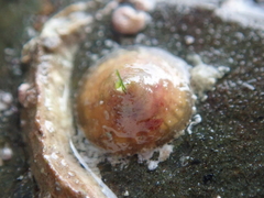 Calyptraea chinensis