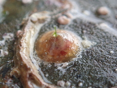 Calyptraea chinensis