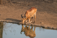 Alcelaphus buselaphus lichtensteinii