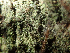 Chaenotheca brachypoda