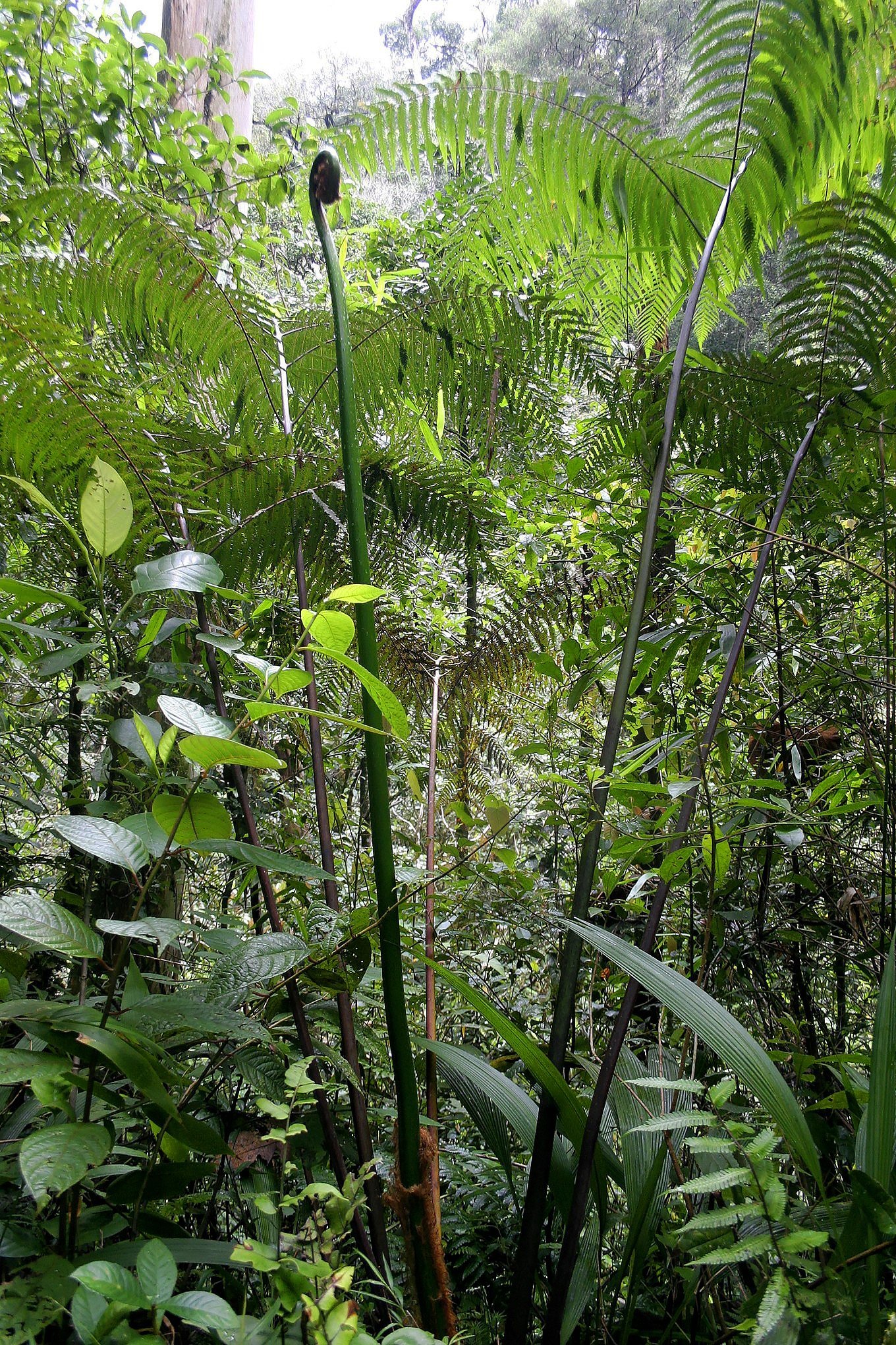 Cibotium arachnoideum