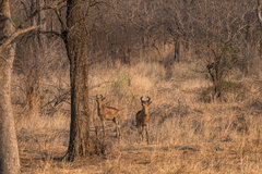 Alcelaphus buselaphus lichtensteinii