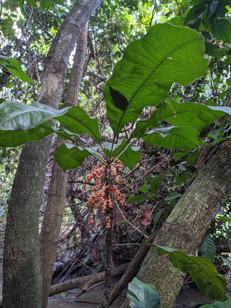 Clavija latifolia