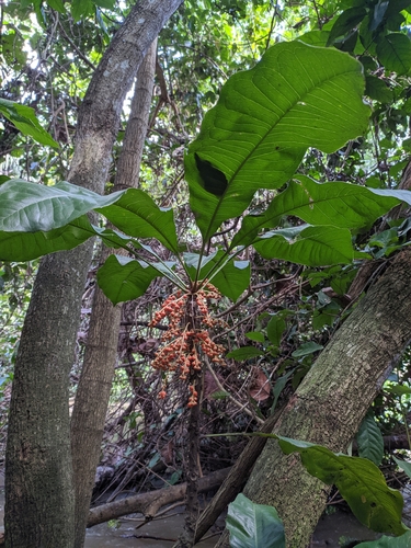Clavija latifolia