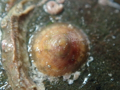 Calyptraea chinensis