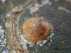 Calyptraea chinensis