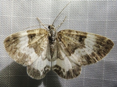 Spargania luctuata
