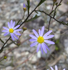 Aster hispidus leptocladus