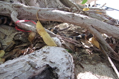 Laticauda saintgironsi