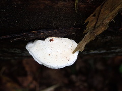 Postia lactea