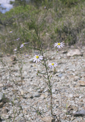 Aster hispidus leptocladus